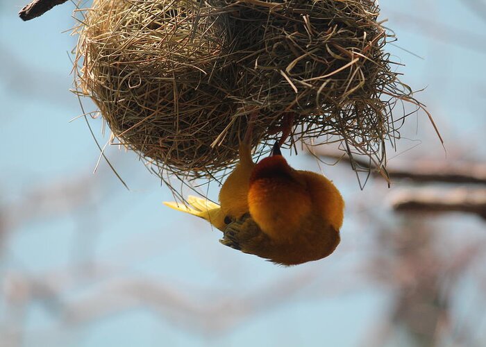 Yellow Greeting Card featuring the photograph Yellow bird retuns to nest by Denise Cicchella