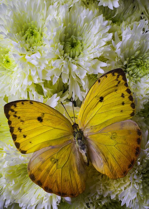 Yellow Butterfly On Pom Poms Greeting Card for Sale by Garry Gay