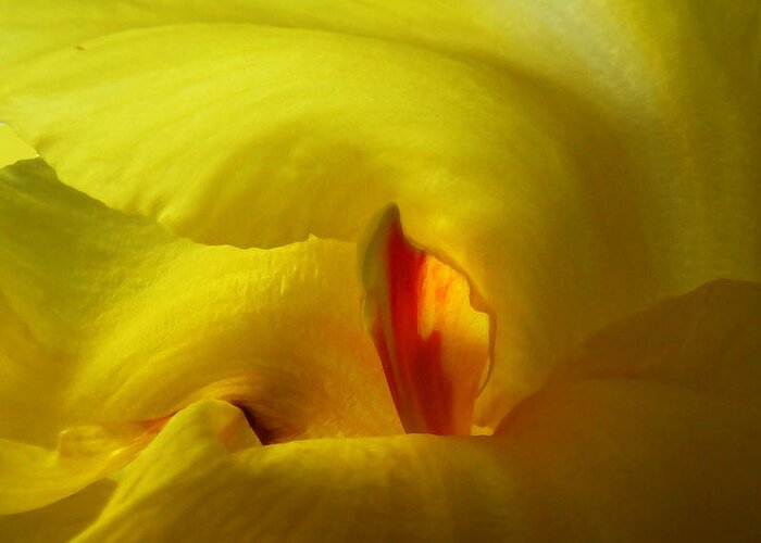 Abstract Greeting Card featuring the photograph Yellow Canna Cavern by Deborah Smith