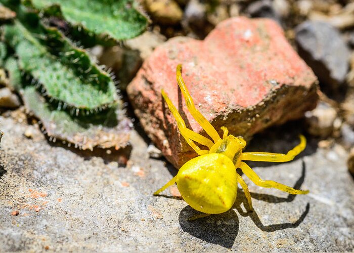 Yellow Crab Spider Greeting Card featuring the photograph Yellow Crab Spider by Marco Oliveira