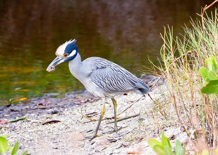 Bird Greeting Card featuring the photograph Yellow Crowned Night Heron by Ben Graham