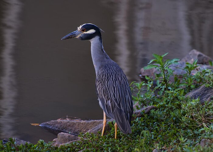 Bird Images Greeting Card featuring the photograph Yellow Crowned Night Heron by Flees Photos