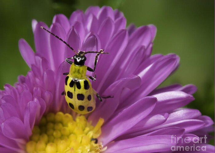 Beetles Greeting Card featuring the photograph Yellow Cucumber Beetle by Phil McCollum