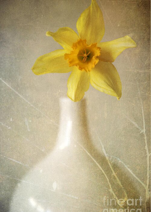 Flowers Greeting Card featuring the photograph Yellow daffodil in the white flower pot by Jaroslaw Blaminsky