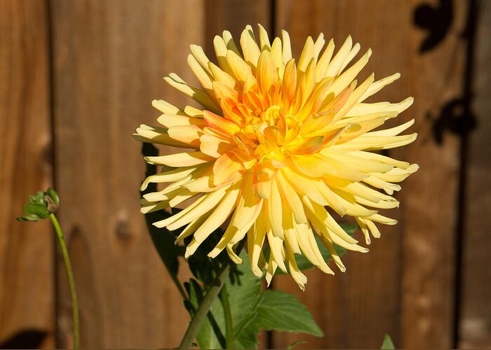 Yellow Greeting Card featuring the photograph Yellow Dahlia by Weir Here And There
