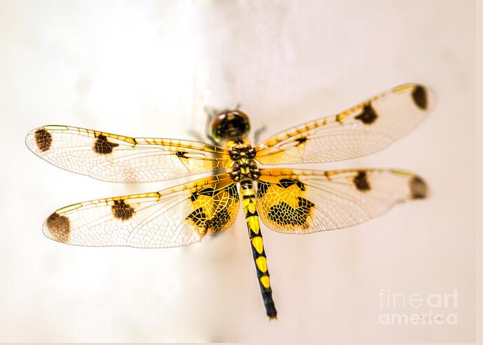 Iris Holzer Richardson Greeting Card featuring the photograph Yellow Dragonfly Pantala flavescens by Iris Richardson
