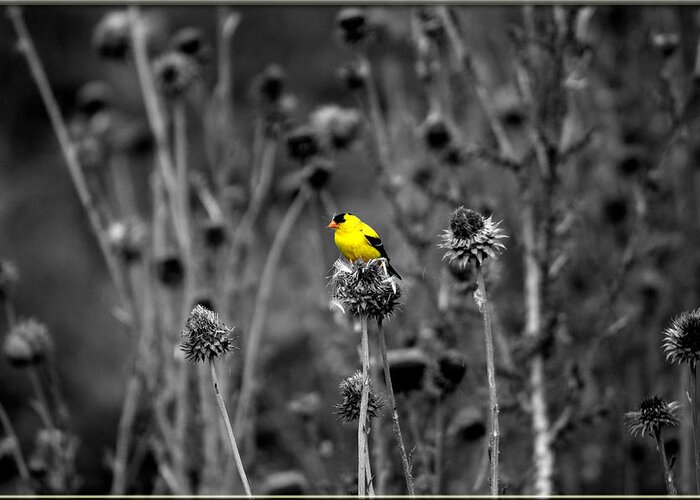 Bird Greeting Card featuring the photograph Yellow Finch by Jens Larsen