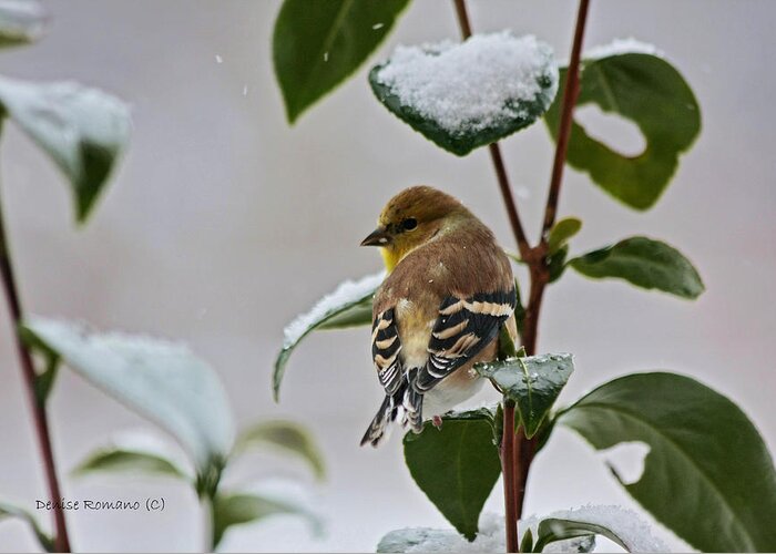 Goldfinch Greeting Card featuring the photograph Goldfinch On Branch by Denise Romano