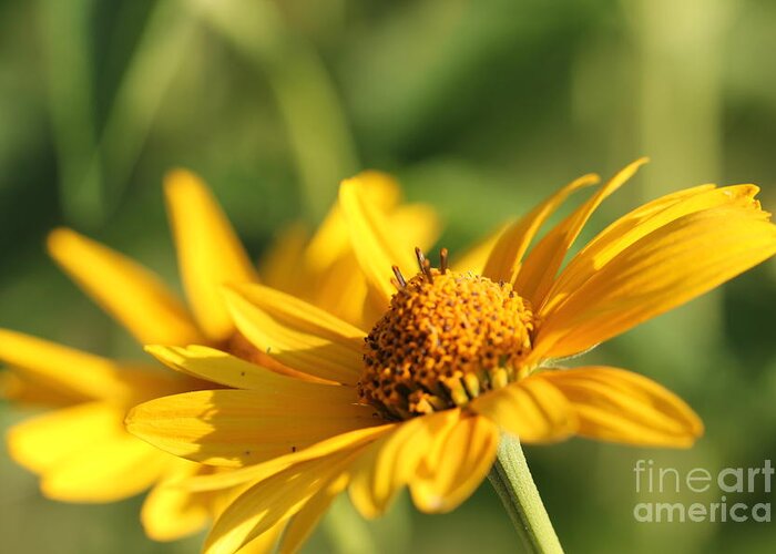 Blossom Greeting Card featuring the photograph Yellow Flower by Amanda Mohler