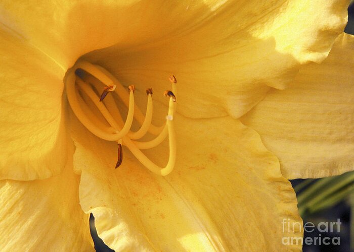 Flower Greeting Card featuring the photograph Yellow Flower by Tom Brickhouse
