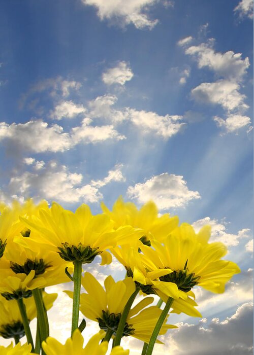 Yellow Greeting Card featuring the photograph Yellow Flowers and Sky by Melinda Fawver