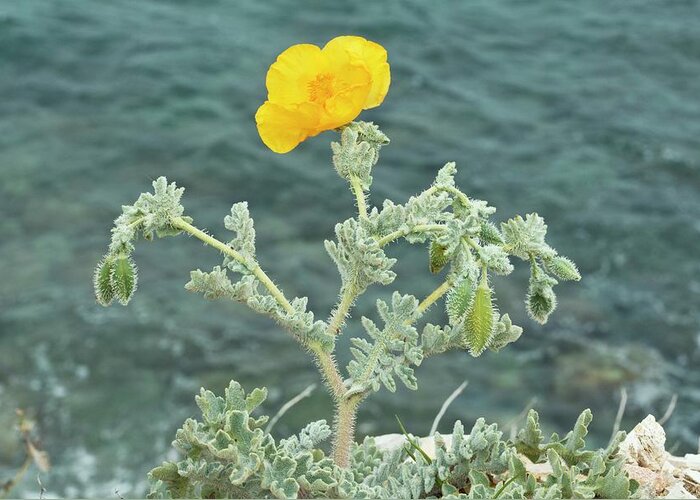 Nobody Greeting Card featuring the photograph Yellow Horned Poppy (glaucium Flavum) by Bob Gibbons