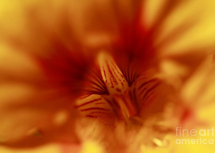 Florals Greeting Card featuring the photograph Yellow Into Red by John F Tsumas