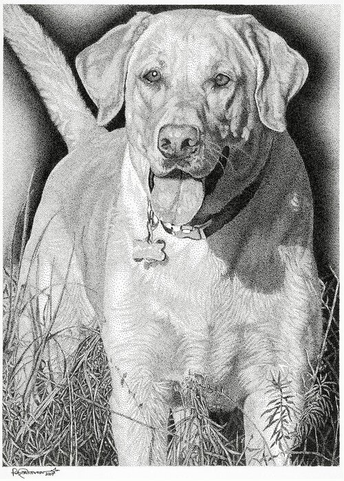 Yellow Lab Greeting Card featuring the drawing Yellow Lab in the Field by Rob Christensen