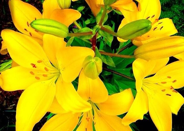 Iphone5 Greeting Card featuring the photograph Yellow Lily Cluster From My Summer by Anna Porter
