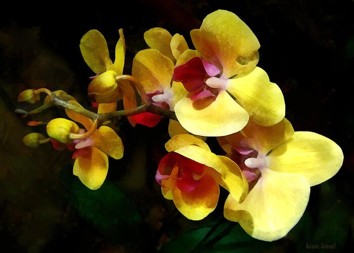 Orchid Greeting Card featuring the photograph Yellow Orchids Shadow and Light by Susan Savad