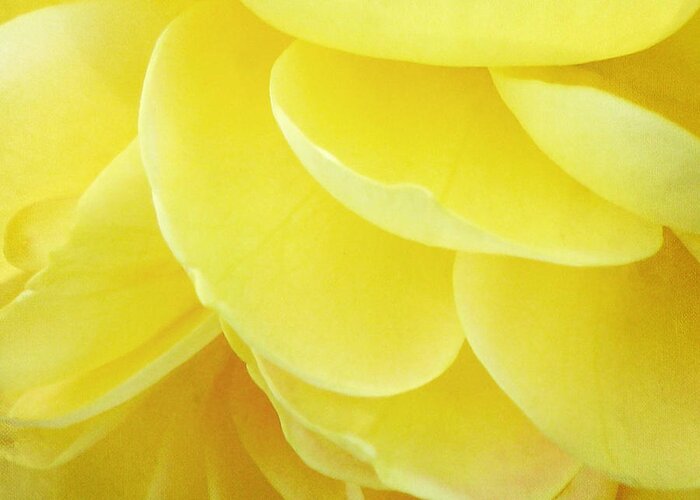 Flower Greeting Card featuring the photograph Yellow Petals by Deborah Smith
