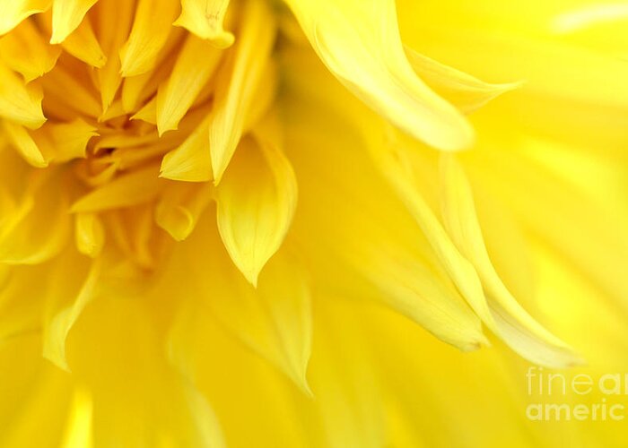 Yellow Petals Flower Greeting Card featuring the photograph Yellow Petals by Jolanta Meskauskiene