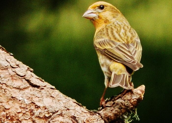 Bird Greeting Card featuring the photograph Yellow-Phased House Finch by VLee Watson