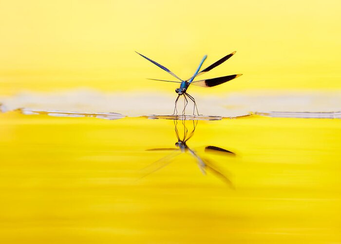 Banded Demoiselle Greeting Card featuring the photograph Yellow River by Roeselien Raimond