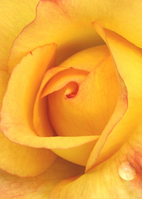 Yellow Greeting Card featuring the photograph Yellow Rose Droplet by Pat Exum