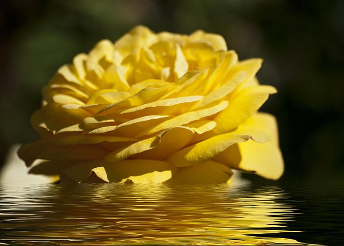 Yellow Rose Greeting Card featuring the photograph Yellow Rose Flood by Steve Purnell