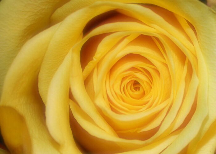 Yellow Greeting Card featuring the photograph Yellow Rose by Inspired Arts