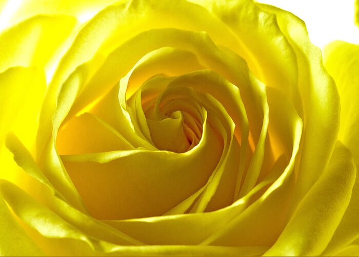 Rose Greeting Card featuring the photograph Yellow Rose by Scott Carruthers