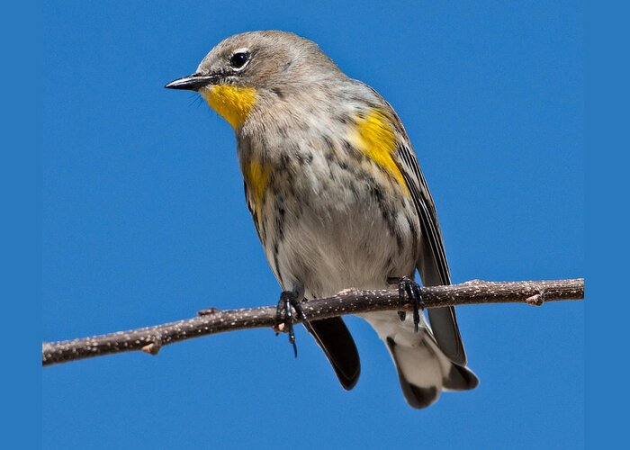 Adult Greeting Card featuring the photograph Yellow-Rumped Warbler by Jeff Goulden
