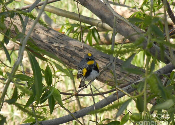 Bird Greeting Card featuring the photograph Yellow Rumped Warbler by KD Johnson