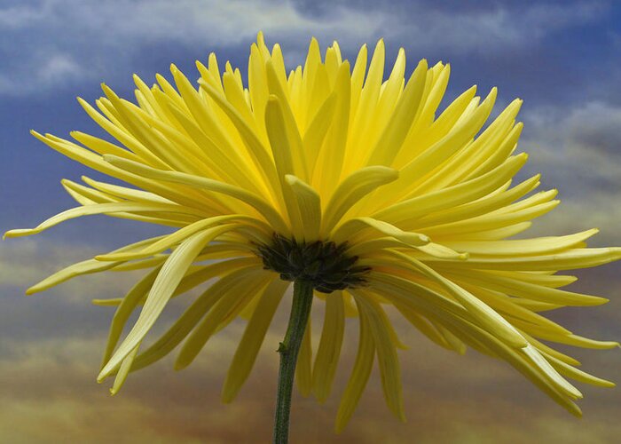 Yellow Flowers Greeting Card featuring the photograph Yellow Spider Chrysanthemum by Terence Davis