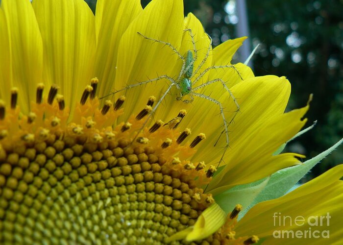 Spider Greeting Card featuring the photograph Yellow Sunflower with Green Spider by MM Anderson