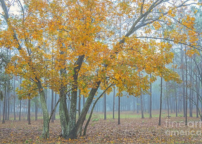 Fall Greeting Card featuring the photograph Yellow Tree by Carlitos Cintron