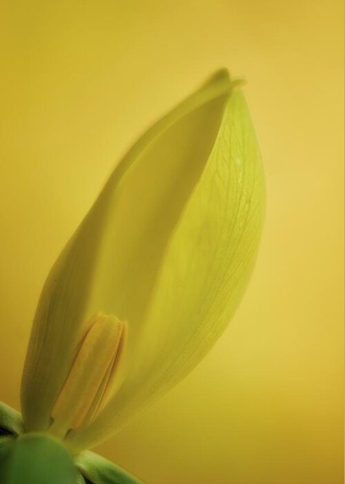 Yellow Greeting Card featuring the photograph Yellow Trillium - Trillium luteum by Photography By Sai