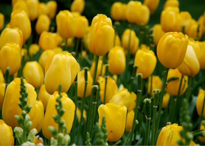 Tulip Greeting Card featuring the photograph Yellow Tulip Sea by Jennifer Ancker