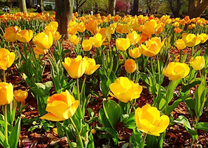 Tulips Greeting Card featuring the photograph Yellow Tulips by Chris Montcalmo