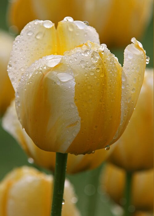 Tulip Greeting Card featuring the photograph Yellow Tulips by Juergen Roth