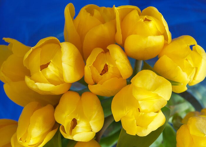 Tulip Greeting Card featuring the photograph Yellow Tulips by Patricia Schaefer