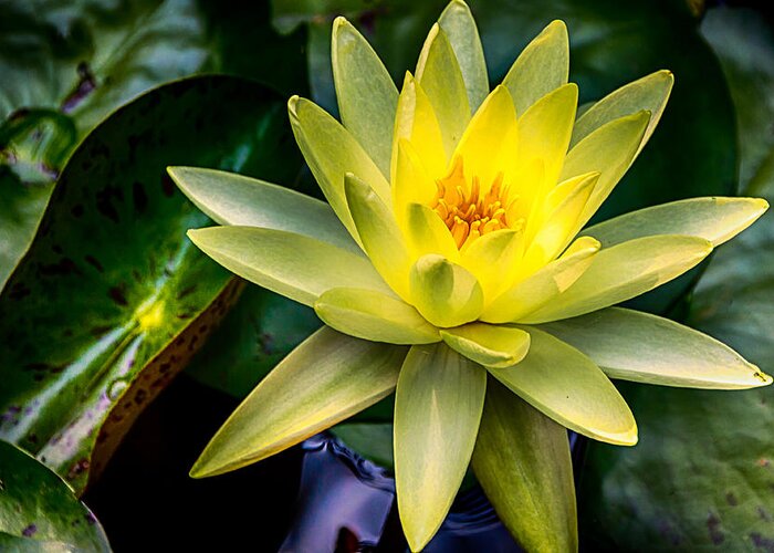 Jay Stockhaus Greeting Card featuring the photograph Yellow Water Lily by Jay Stockhaus