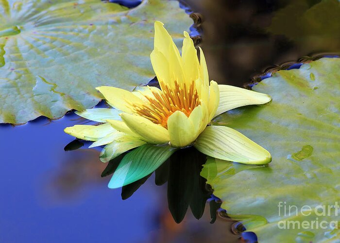 Flower Greeting Card featuring the photograph Yellow Water Lily by Teresa Zieba