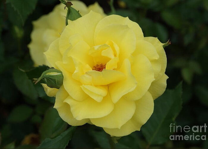 Yellow Greeting Card featuring the photograph Yellow Wonder rose...  # by Rob Luzier