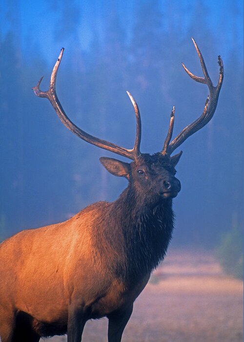 Wildlife Greeting Card featuring the photograph Yellowstone bull elk by Dennis Cox