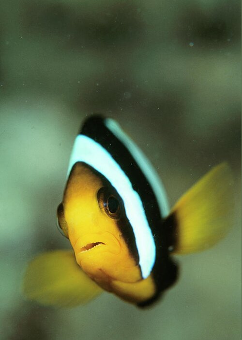 Anemonefish Greeting Card featuring the photograph Yellowtail Anemonefish by Matthew Oldfield/science Photo Library