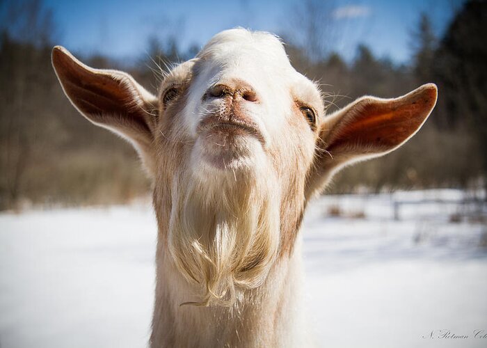 Photograph Greeting Card featuring the photograph 'Yoda' Goat by Natalie Rotman Cote