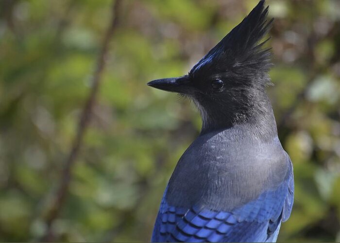 Yosemite Bluejay Greeting Card featuring the photograph Yosemite Bluejay by Alex King