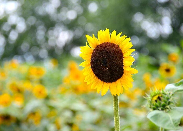 Sunflower Greeting Card featuring the photograph You Are My Sonshine by Linda Mishler
