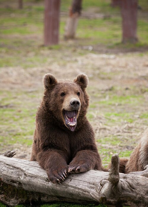 Calling Greeting Card featuring the photograph Young Brown Bear Ursus Arctos by Doug Lindstrand