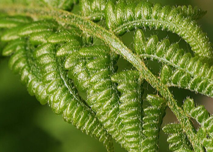 Nature Greeting Card featuring the photograph Young Fern by William Selander