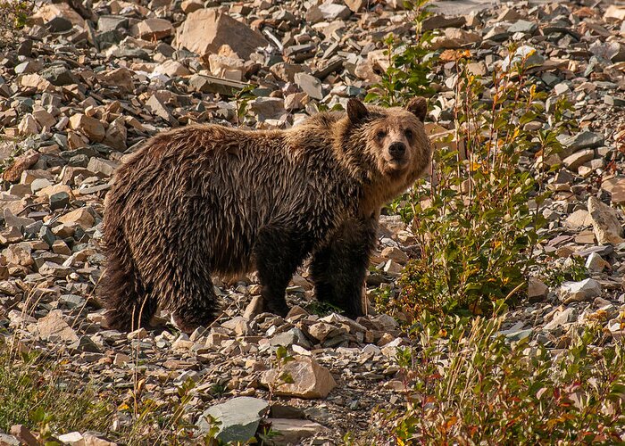 Animals Greeting Card featuring the photograph Young Grizzly Bear in Glacier National Park by Brenda Jacobs