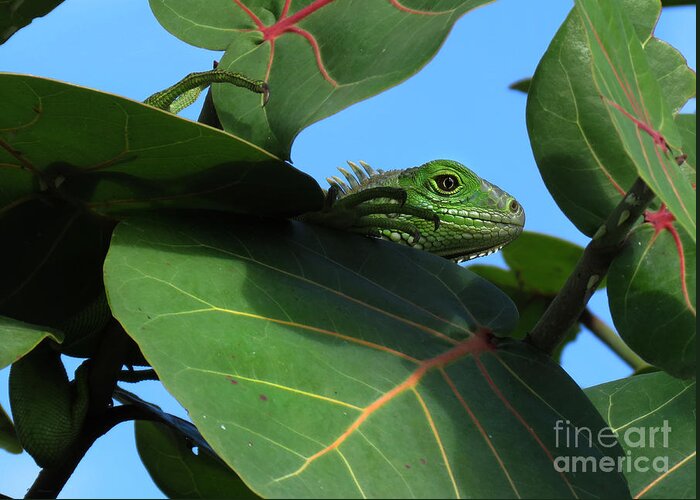 Animals Greeting Card featuring the photograph Young Iguana by Deborah Smith
